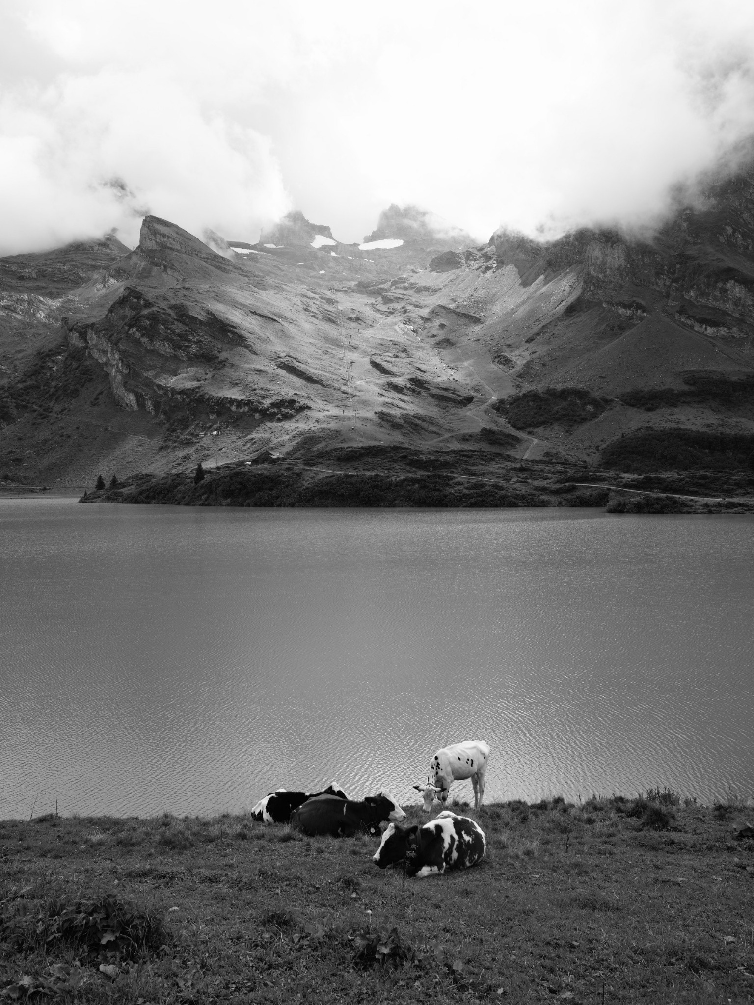 Cow III